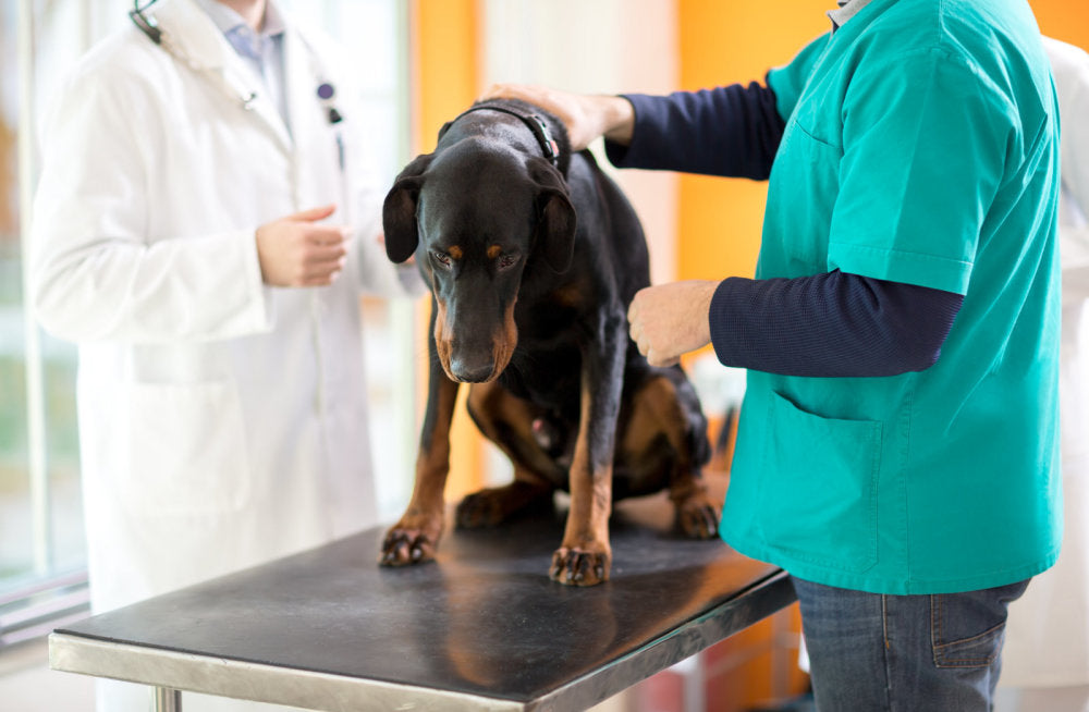 Mida teha? Peamised kasvajad, millega loomaarstid Eestis kokku puutuvad