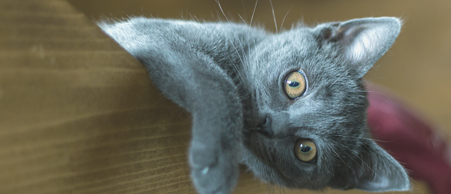 Antibiootikumid loomadele — sõbrad või vaenlased?