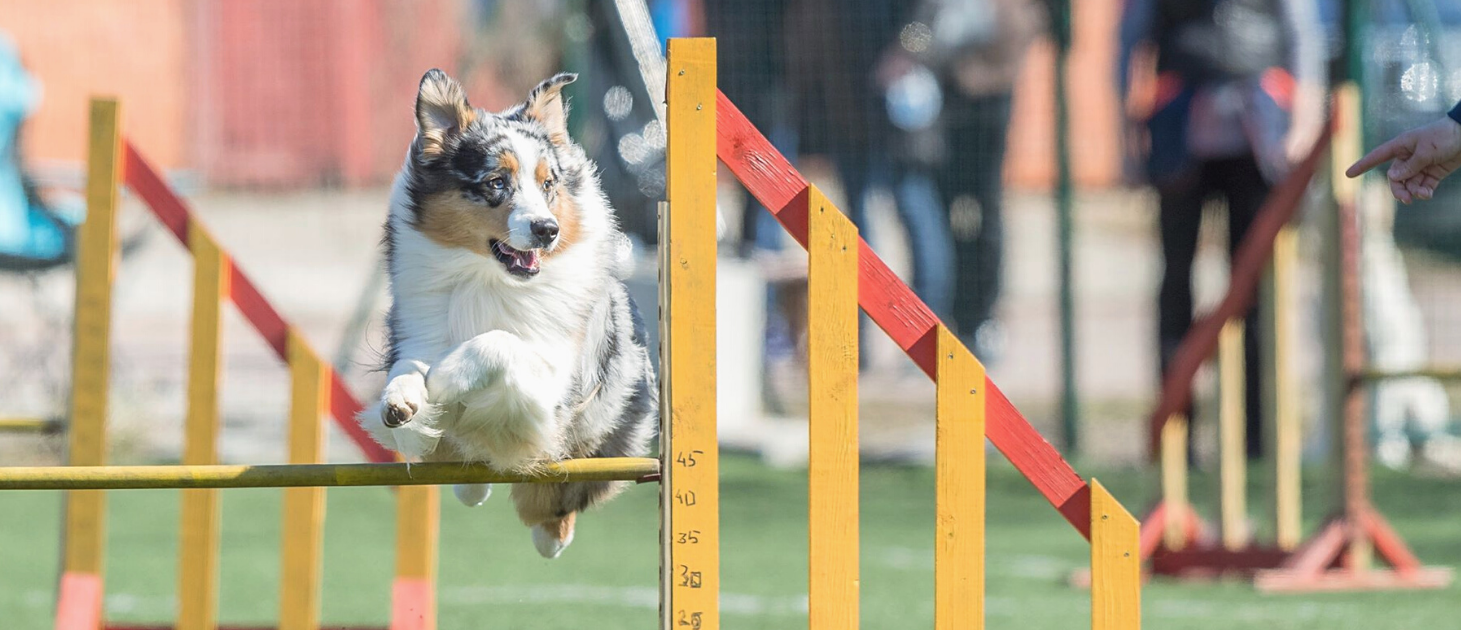 Koeraga sportimine — uus tõusev trend