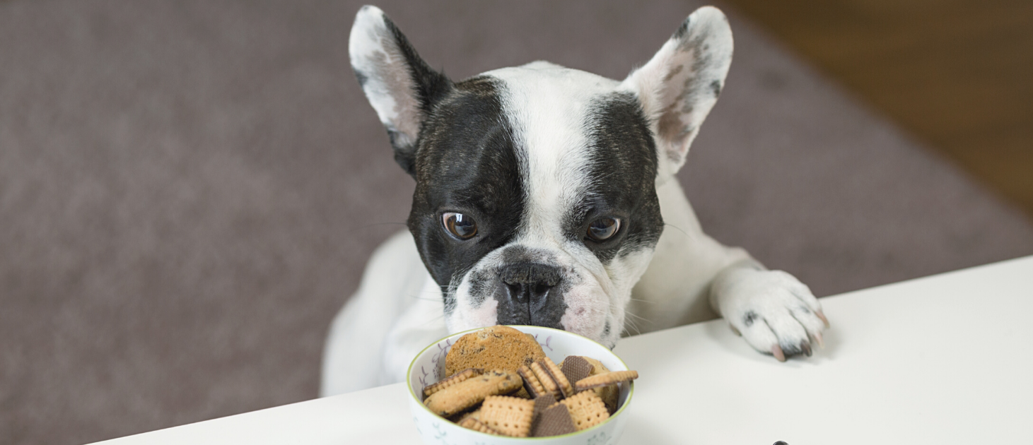 Milline peaks olema lemmiklooma toit?